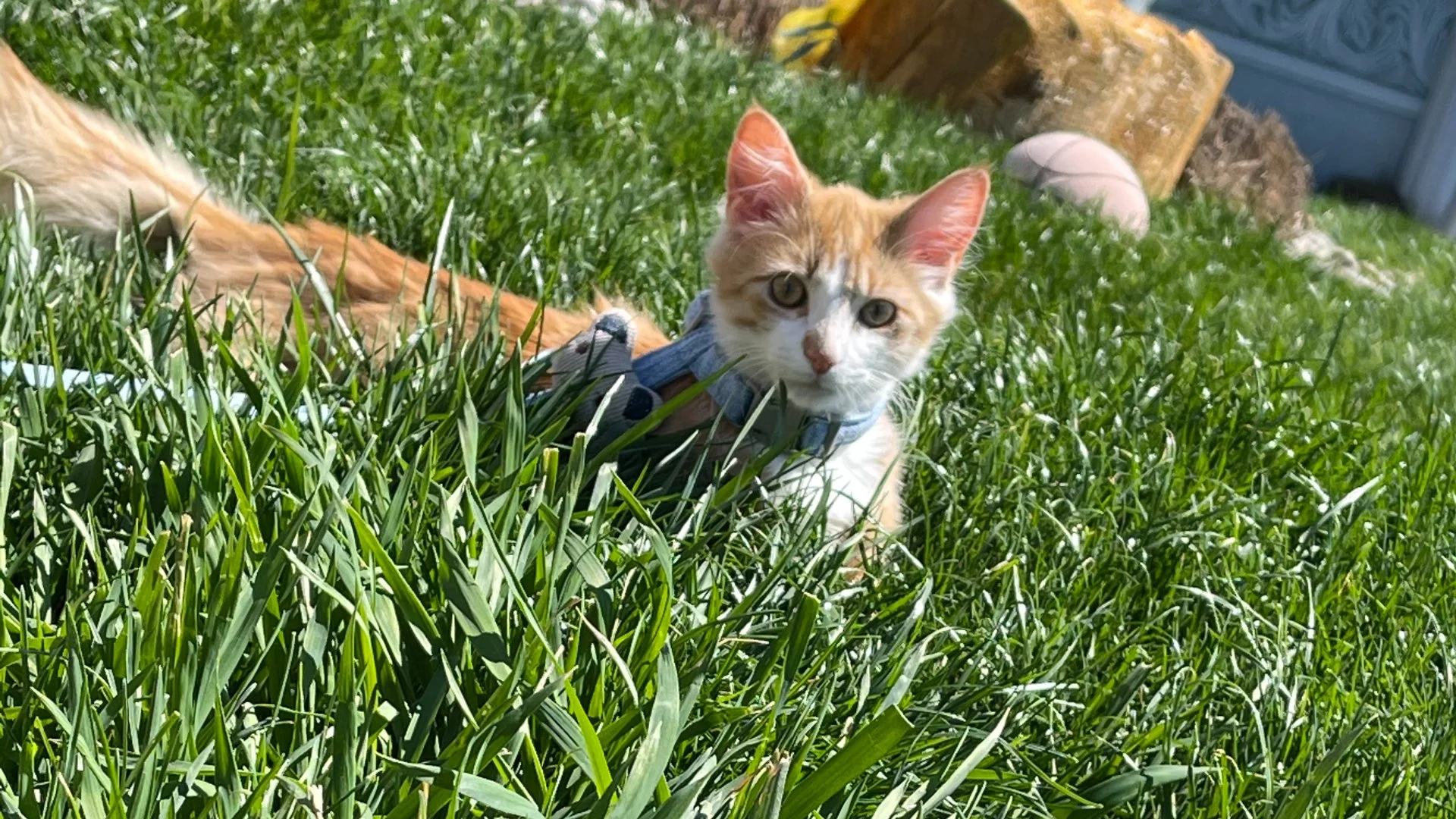 Protect Your Pets During a Lawn Fertilization Service by Doing These Things