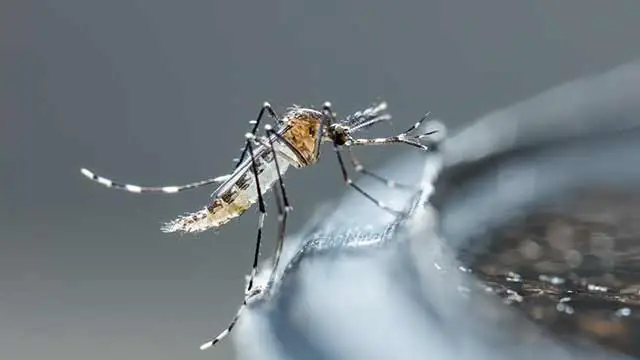 Mosquito on the side of a water fountain near Telford, PA.